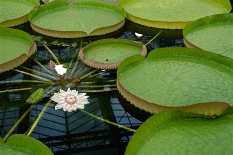 Victoria Amazonica 10 Seeds Victoria water lily Giant Water Lily From ...