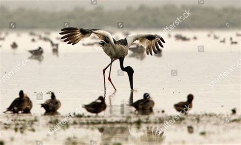 Black Back Naked Stork Catches His Editorial Stock Photo Stock Image