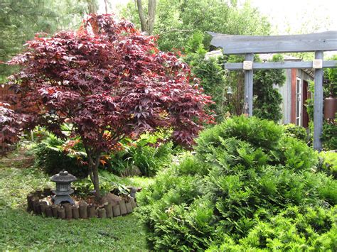 Dwarf Japanese Maple Landscape Ideas Lcfery