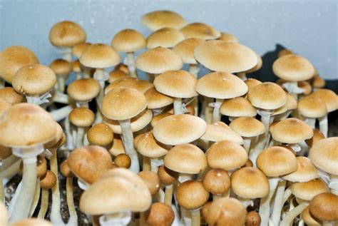 Types Of Psychedelic Mushrooms Chart