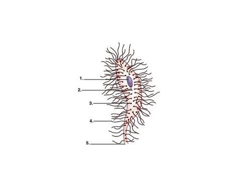 Neuron Labeling 6 - Basic Quiz