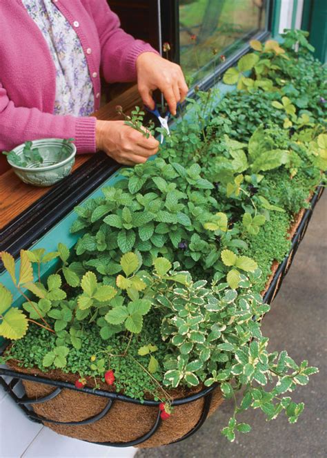 Growing Herbs in Window Boxes - Fine Gardening