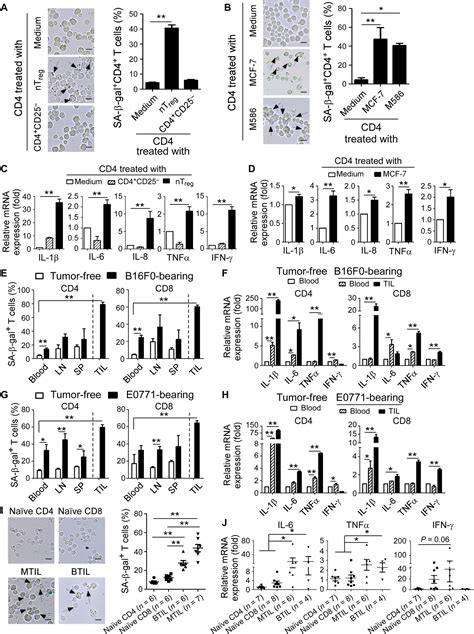 Reprogramming Lipid Metabolism Prevents Effector T Cell Senescence And