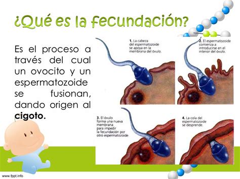 Fecundación Implantación Y Embarazo Ppt Descargar