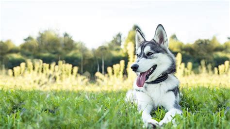 Physiotherapie F R Den Hund Alles Zu Kosten Bungen Und Behandlung