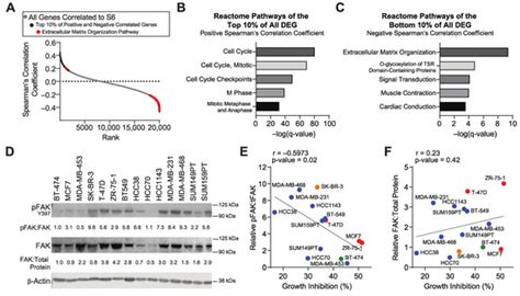 Cancers Free Full Text Focal Adhesion Kinase Provides A Collateral