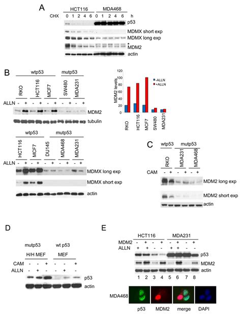 Selective Impairment Of MDM2 E3 Ligase Activity In Mutp53 Cancer Cells