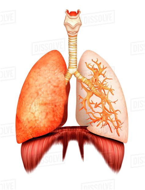 Respiratory System Diagram D D Animation