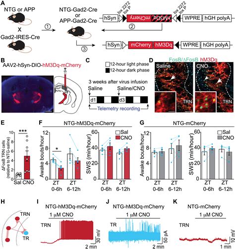 Restoring Activity In The Thalamic Reticular Nucleus Improves Sleep Architecture And Reduces Aβ