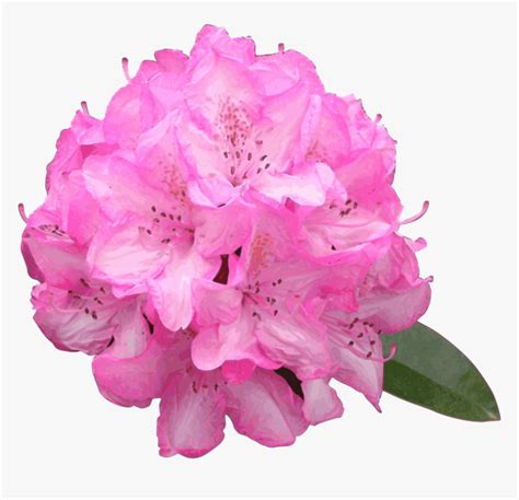 Pink,plant,flower - Rhododendron Png, Transparent Png , Transparent Png ...