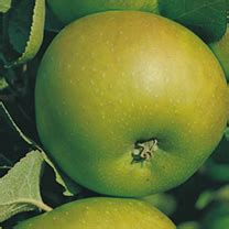 Growing Apples How To Grow Apples Allotment Gardens