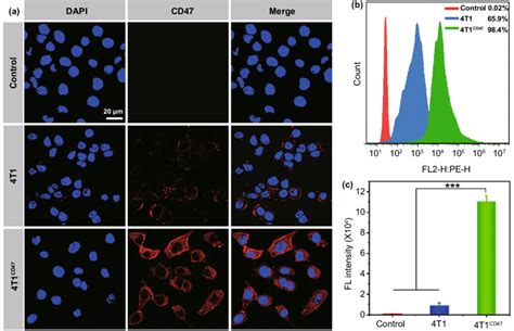 A CLSM Images And B Flow Histogram Of The Level Of CD47 Expression C