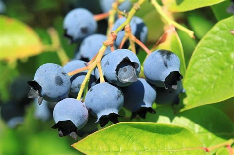 Blueberry Varieties - Learn About The Different Types Of Blueberry Plants | Gardening Know How