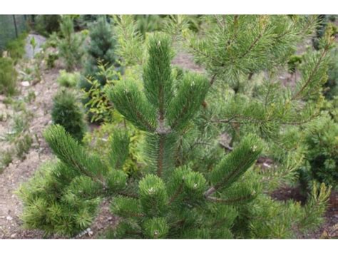 Sosna Czarna Oregon Green Pinus Nigra Sadzonki Sezon W Dobrej