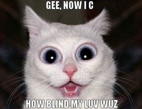 Big Eyed Cat Meme | www.galleryhip.com - The Hippest Pics | Funny cats ...