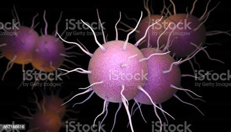 Foto De Neisseria Gonorrhoeae Bactérias E Mais Fotos De Stock De