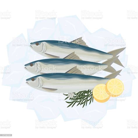 Fresh Sardine Fish Vector Illustration On Ice Stock Illustration