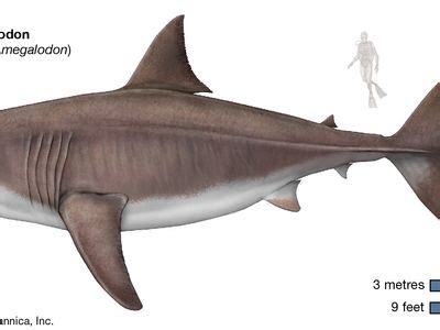 Real Megalodon Shark Size