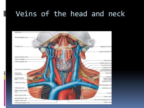 Blood Supply Of Head And Neck