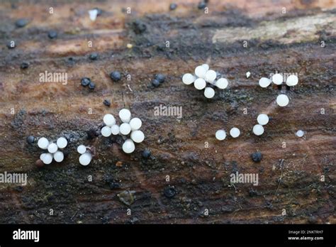 Comatricha Nigra A Plasmodial Slime Mold Sporangia On Decaying Wood