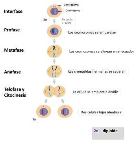 Célula Eucariota Ii Definición Clasificación Y Propiedades