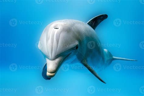 dolphin smiling eye close up portrait detail 12012920 Stock Photo at Vecteezy