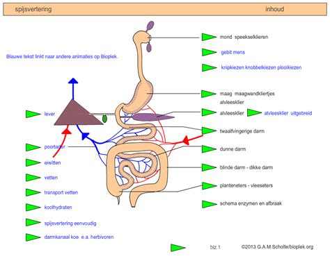 Spijsverteringsstelsel Tekenen De Organen Benoemen En De Werking Ervan