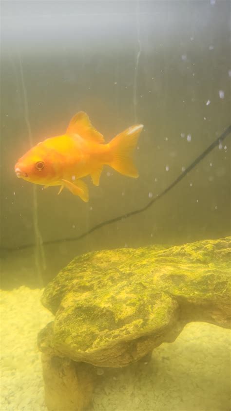 is it normal goldfish sick naturally 1
