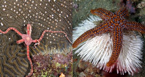 What S The Difference Brittle Stars Vs Sea Stars National Marine