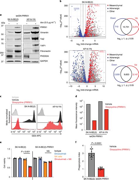 Amt Induction Represses Gd Expression And Response To Anti Gd