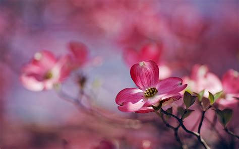 Hintergrundbilder Tiefensch Rfe Pinke Blumen Natur Rot Pflanzen