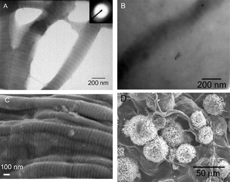 Electron Micrographs Of Reconstituted Type I Collagen From A Cellagen 1