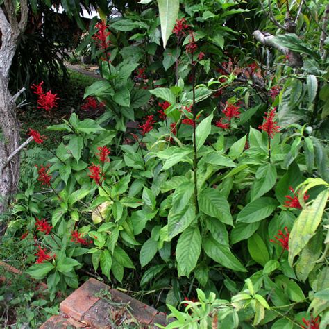 Odontonema Queensland Gardening Pages Brisbane Qld