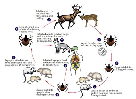 Borrelia Life Cycle