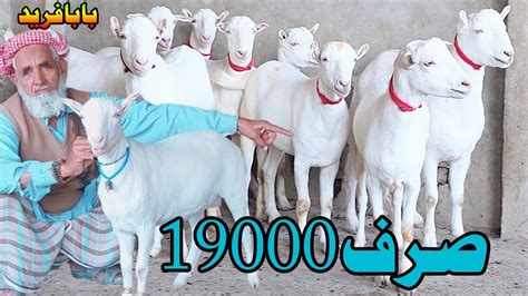 Pure Russian Praignint Goats At Umar Goat Farm Goat Farming In Pakistan