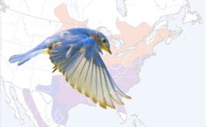 The Distribution Range of the Eastern Bluebird - Avian Report