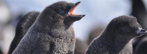 Antarctic Expeditions | Adventure Travel | Hidden Places Travel