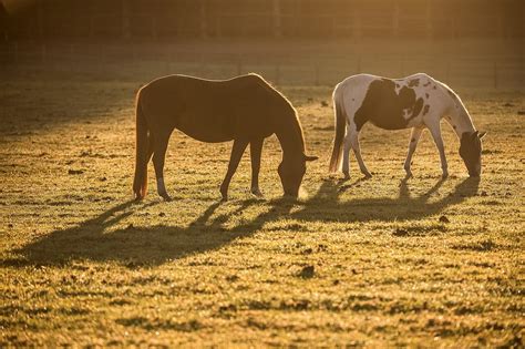 Festnahme Mann Hat In Zellingen Sex Mit Stute