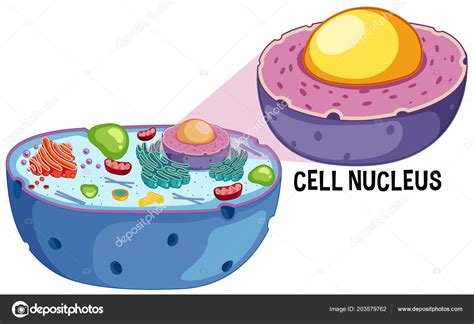 Animal Cell Nucleus White Background Illustration Stock Vector Image by ...