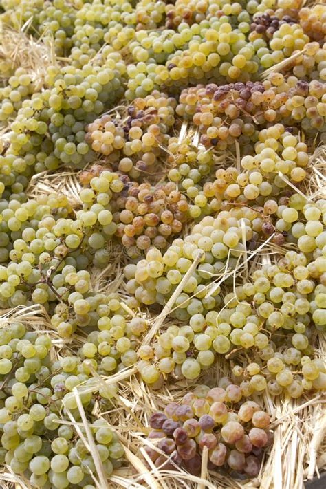 Uvas De Secagem Foto De Stock Imagem De Grupo Branco