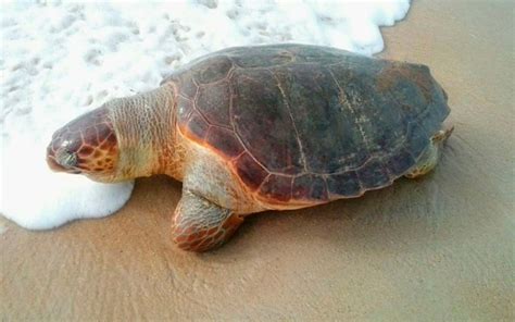 Tartaruga Marinha Encontrada Morta Em Praia Do Extremo Sul Da Bahia