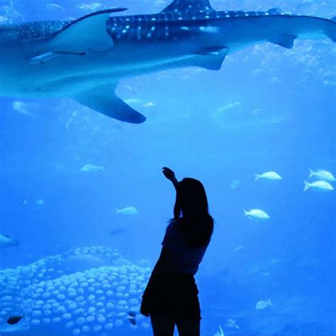 Antalya Aquarium Von Side Transfer Und Ticket Tour Jetzt Buchen