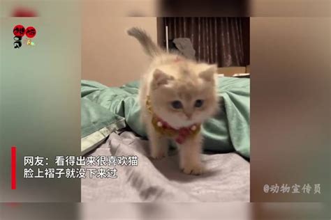 女子带猫打车回家过年，送达后司机求撸猫抵车费：秒变“招财猫”