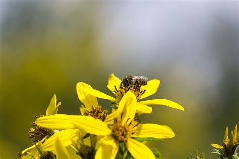 1920x1080 Wallpaper Honey Bee Peakpx