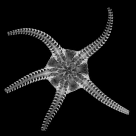 Ct Scanned Echinodermata D Library Brittle Stars White Rabbit Corp