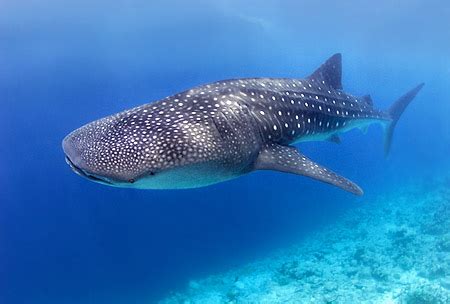 How to Spot a Whale Shark in the Belize Barrier Reef | Traveling Canucks