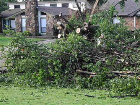 What To Do If A Neighbors Tree Is Endangering Your Yard