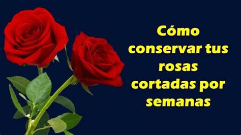 Consejos Para Conservar Una Rosa Cortada Actualizado Noviembre