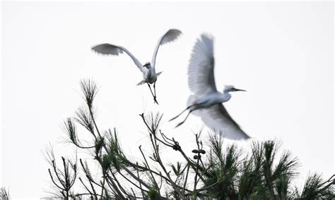 Herons Seen In Guilin City Guangxi Global Times