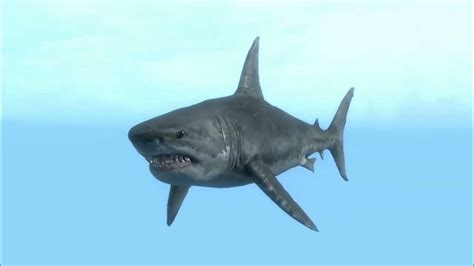 Top 10 Sightings Of The Megalodon That Prove It S Still Exists Youtube